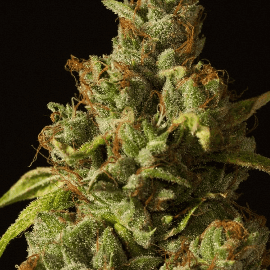 Devil's Harvest - Rollex OG Kush