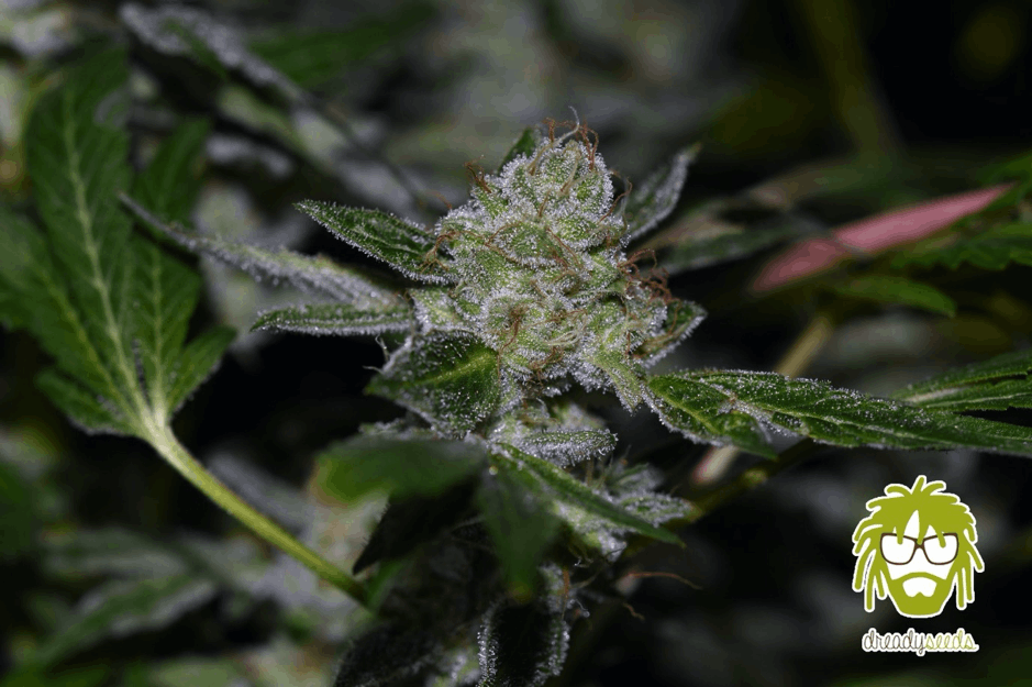 Dready Seeds cannabis