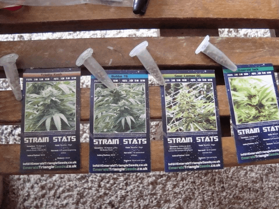Emerald Triangle cannabis seeds