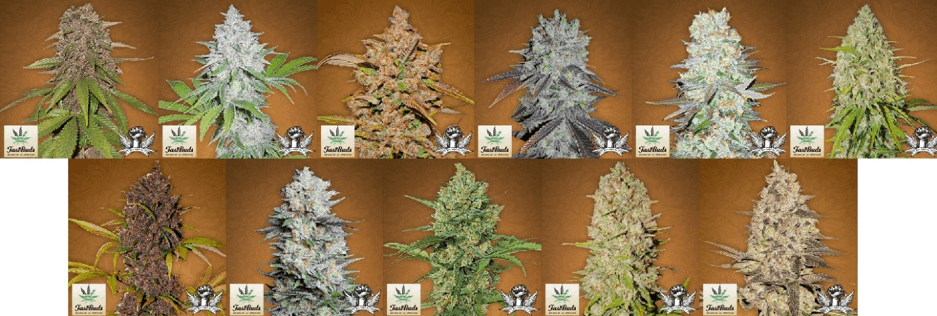 FastBuds Seeds