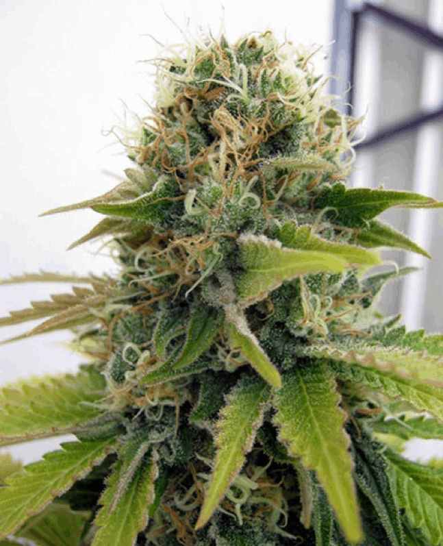 Feminised Seeds - Blueberry Feminised