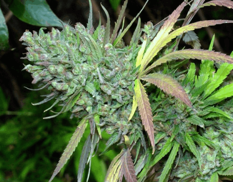 HazeMan Seeds - Grape Krush x Grape Stomper