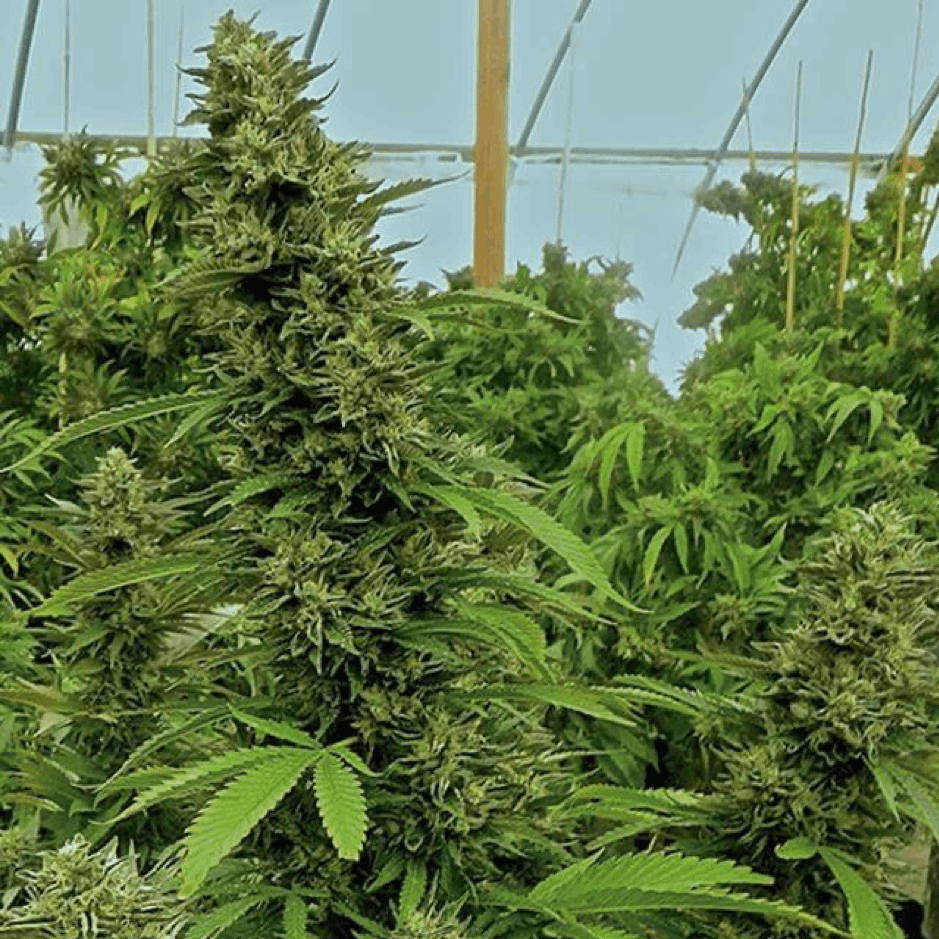 Humboldt Seed Organisation marijuana plants
