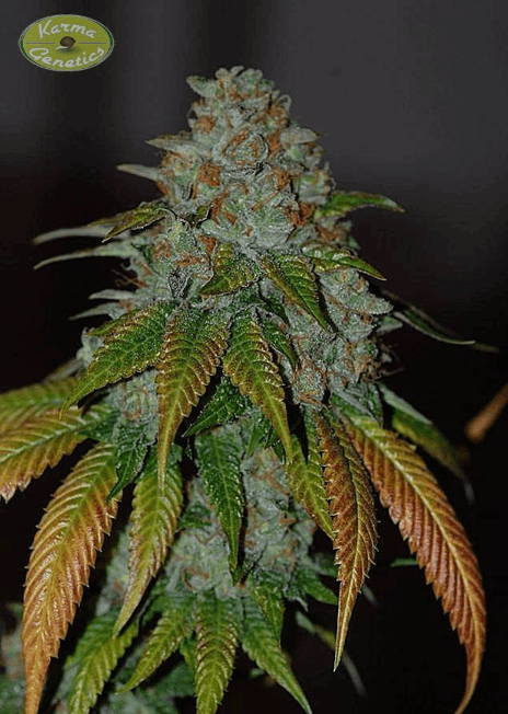 Karma Squad Seeds - Karma's OG