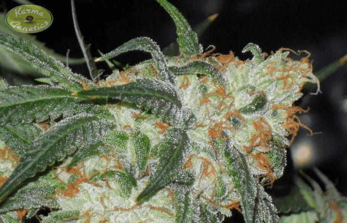 Karma Squad Seeds - White OG v2.0