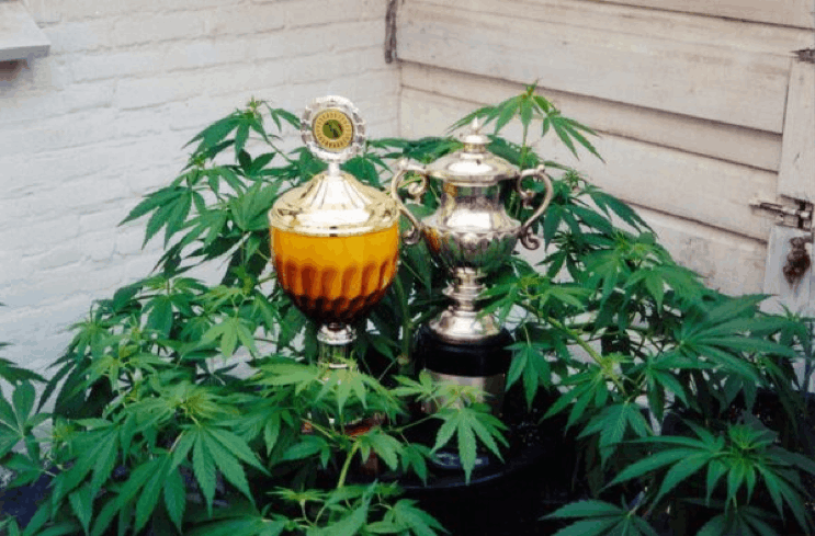 KC Brains awards in cannabis