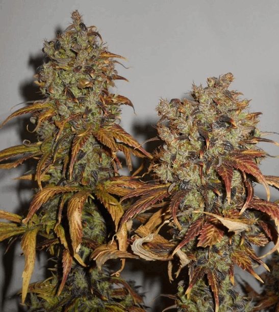 KC Brains - Mango cannabis strain