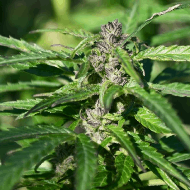 KUSH Cannabis Seeds - Gelato Kush feminized