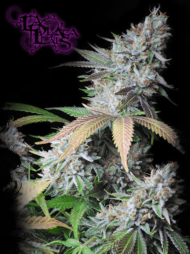 LaPlata Labs Seeds - Lemon Alien