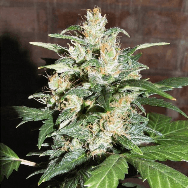 Lowlife Seeds - Auto Blueberry