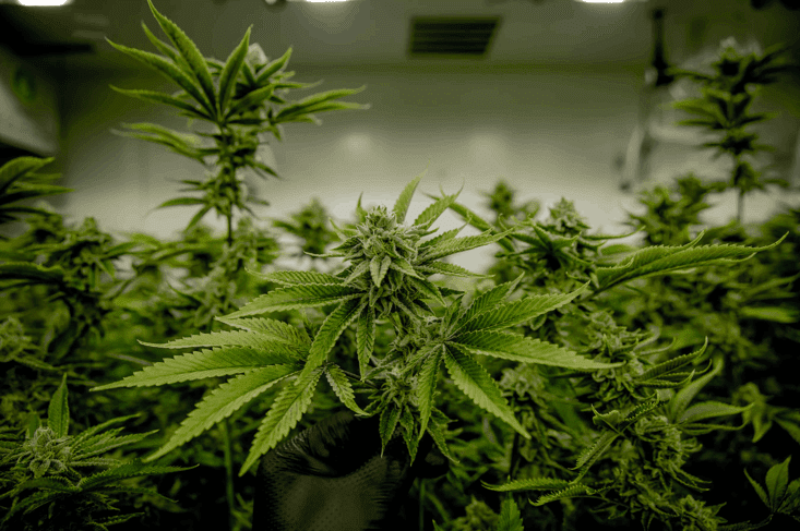 Marijuana plants in plant pot, Magus Genetics