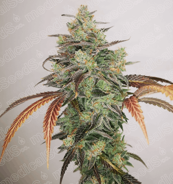 Medical Seeds - Y Griega 2.0