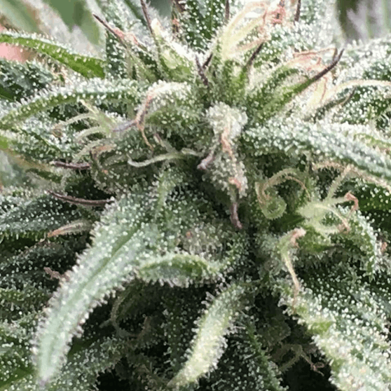 Medical Marijuana Genetics - cannabis close up