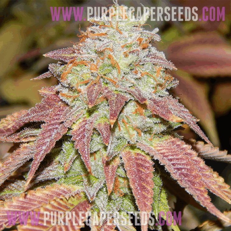 Purple Caper Seeds - LA Fire