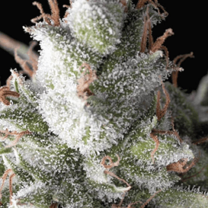 Pyramid Seeds | Cannabis Seeds for Sale