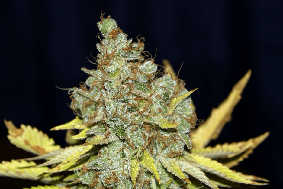 Seedsman - Cheese feminized seeds