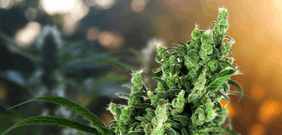 Sensi Seeds cannabis