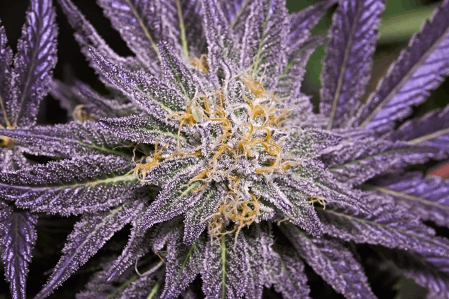 Sin City Seeds - Purple Cannabis plant
