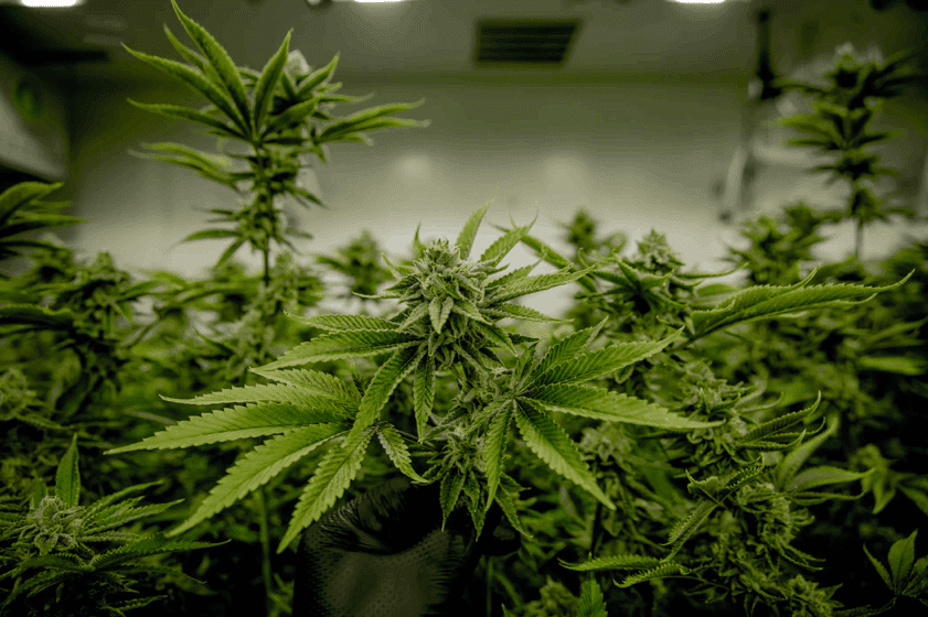 SeedSupreme Seed Bank - cannabis plants growing