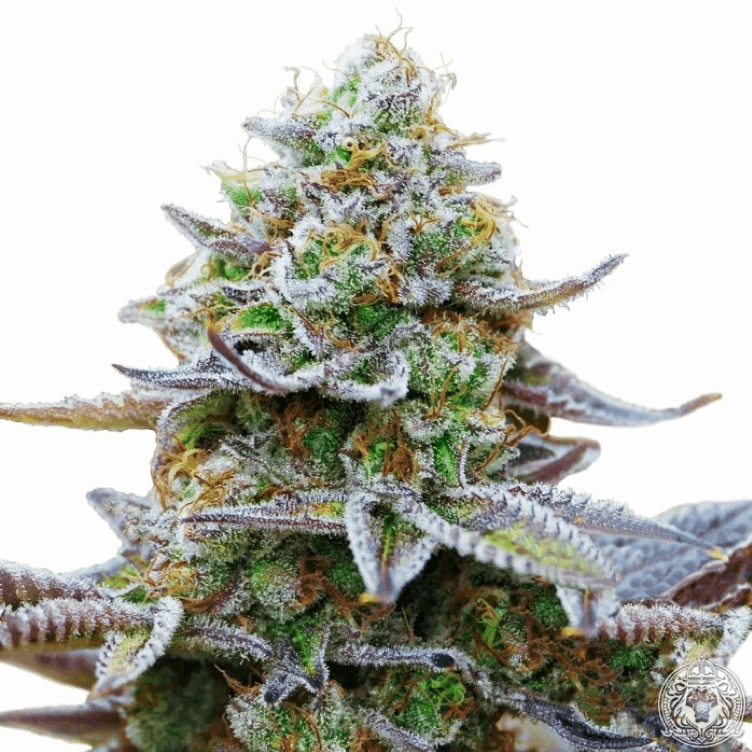 SeedSupreme Seed Bank - Zkittlez strain