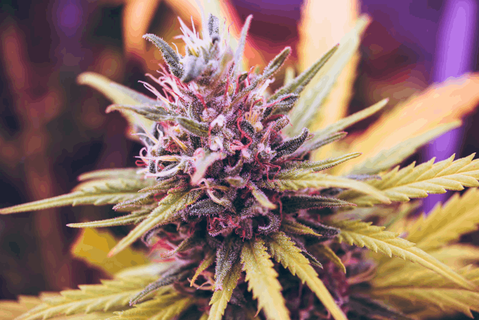 Purple cannabis plant