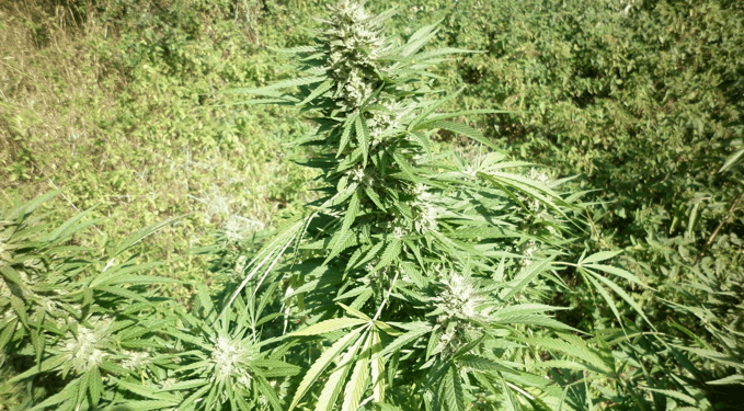 Top Tao Seeds - summer auto flower