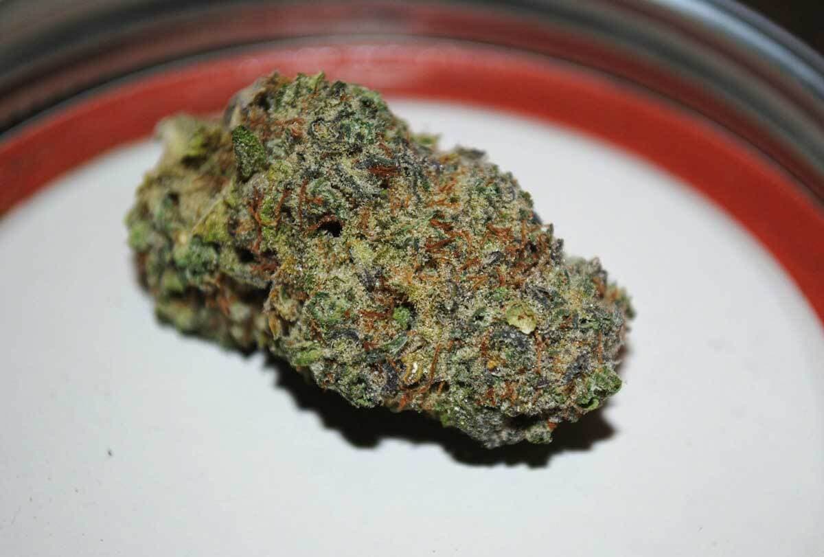 seeds for growing dense buds