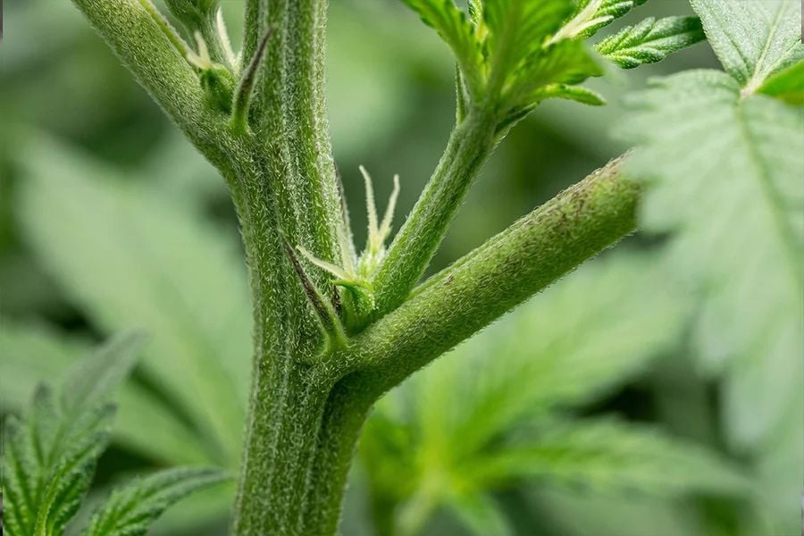 Female cannabis plant preflower showing white pistil emerging from an elongated calyx at a node.
