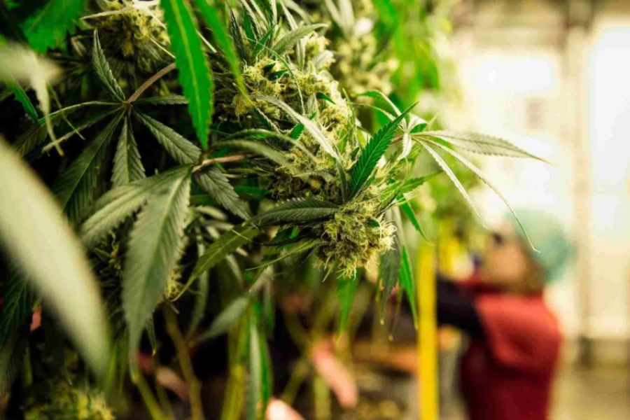 Grower hand-trimming indoor cannabis colas at harvest.