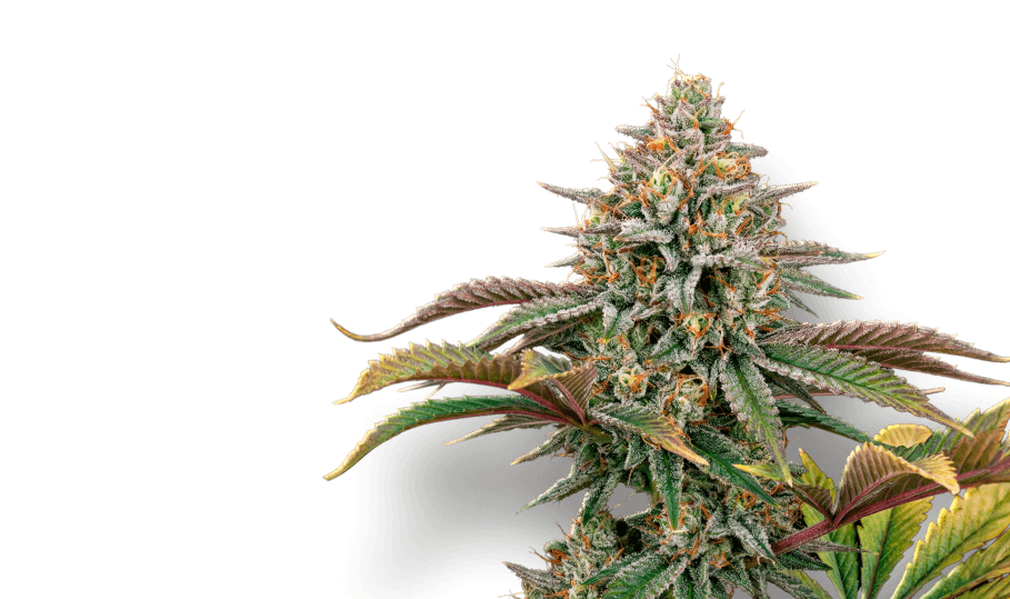 Cannabis plant