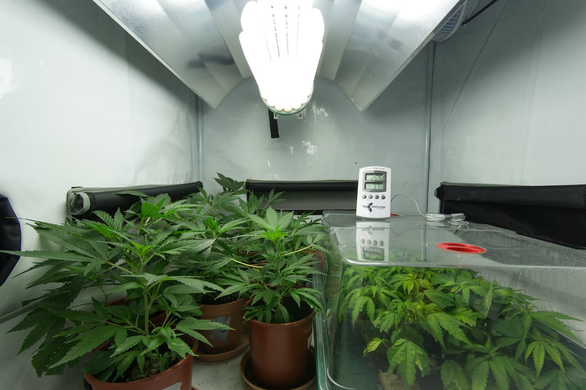 inside a grow tent