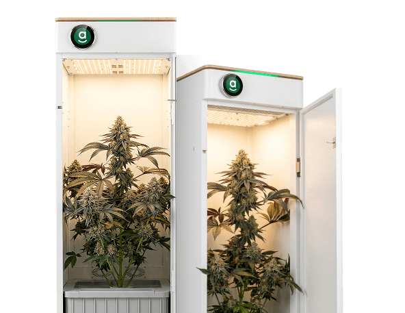 Hey Abby grow box