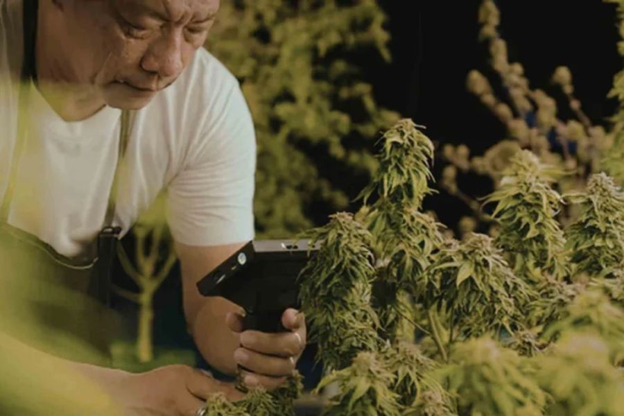 Grower inspecting cannabis trichomes with a digital microscope to check harvest readiness.