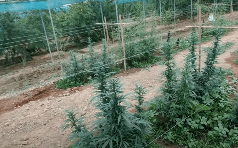 pure landrace indica grown in Pakistan