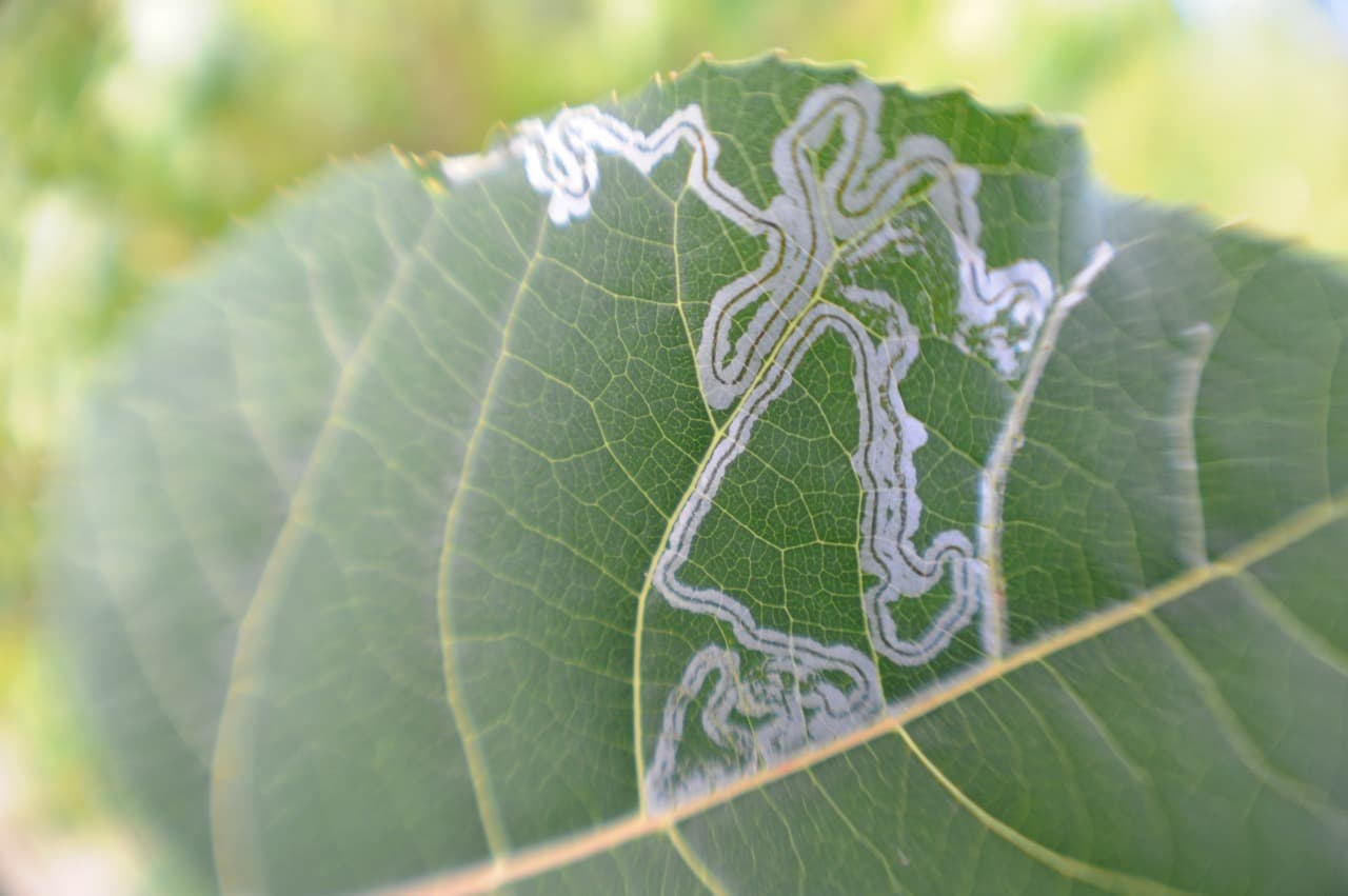 leaf miners on cannabis