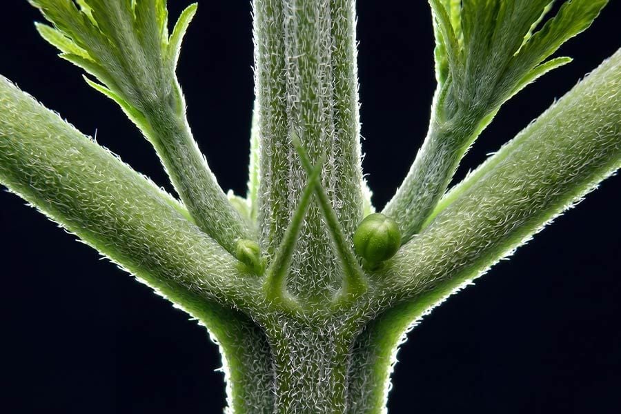 Small round pollen sacs forming at the nodes show the early warning signs of a male cannabis plant.