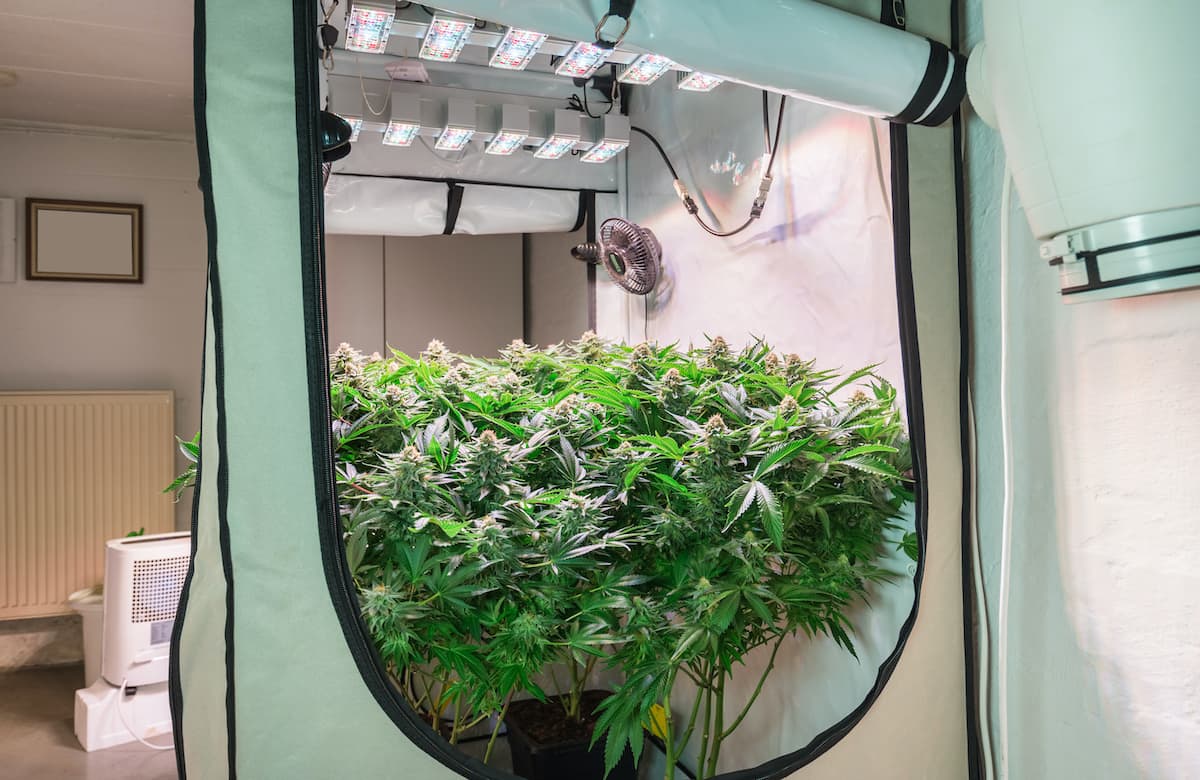 indoor grow in a budget