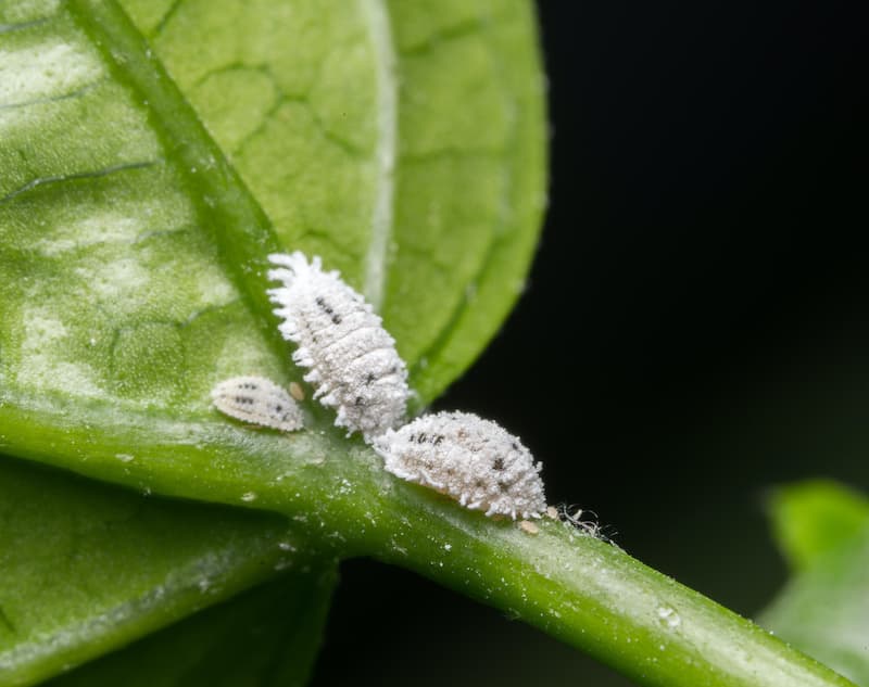 mealy bugs on cannabis