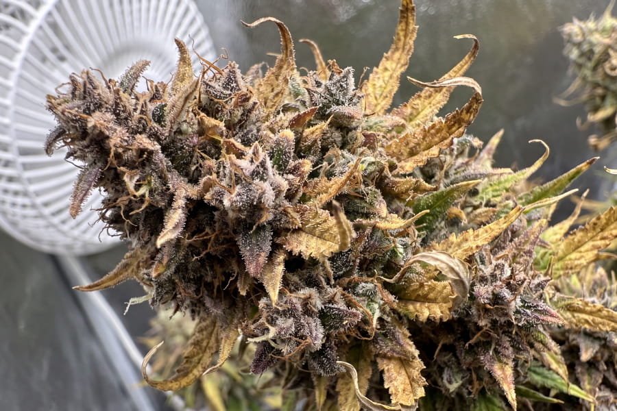 Over-ripe indoor cannabis bud with dark amber trichomes and brown pistils under a grow light.