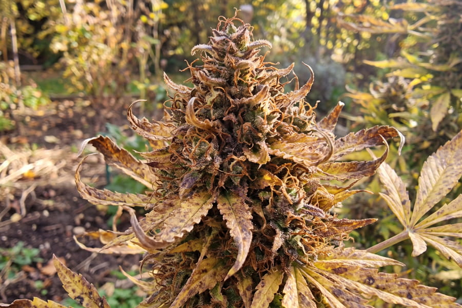 Over-ripe outdoor cannabis cola with brown shriveled pistils and fading calyxes in autumn.