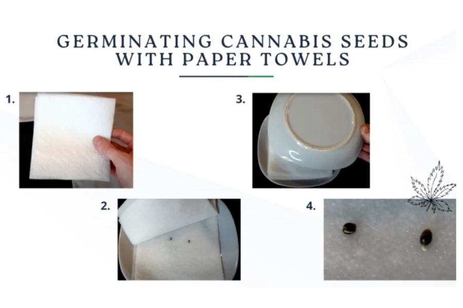 Step-by-step images showing how to germinate cannabis seeds using the paper towel method.