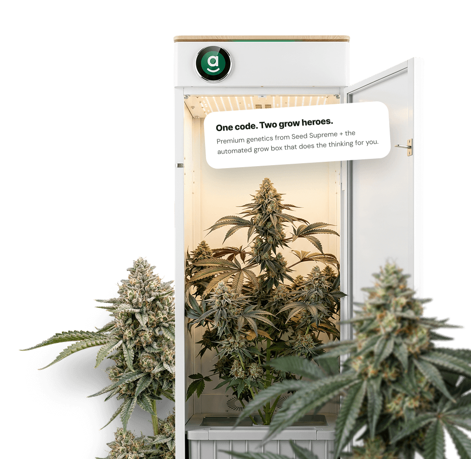 Cannabis seed cabinet with grow plants