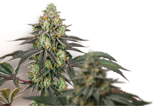 Premium cannabis genetics