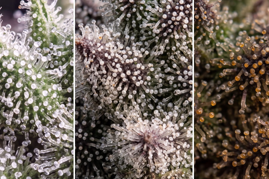 Macro photo of clear, cloudy, amber, and brown cannabis trichome heads compared on a bud calyx.