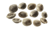 Pack Size: 12 Seeds
