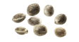 Pack Size: 8 Seeds