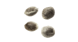 Pack Size: 4 Seeds